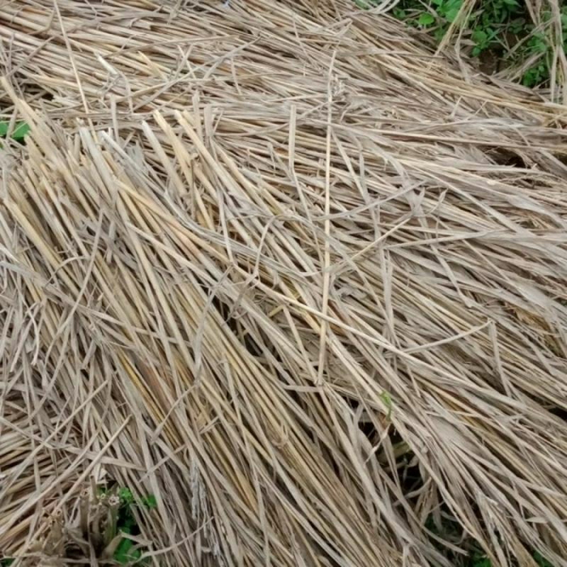 Jerami Padi Kering 1 kg Jerami Kering Murah