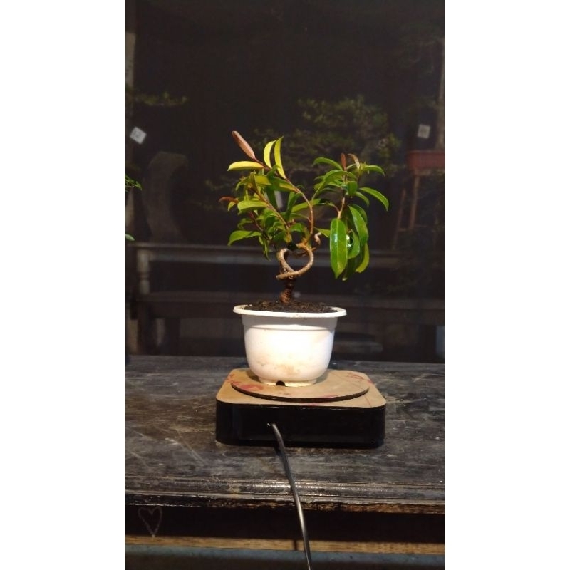 BONSAI BERINGIN CALIFORNIA PUCUK MERAH