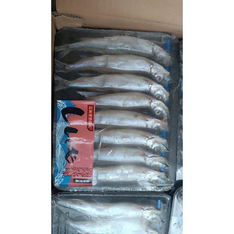 

ikan shisamo japan capelin fish ikan cipung segar