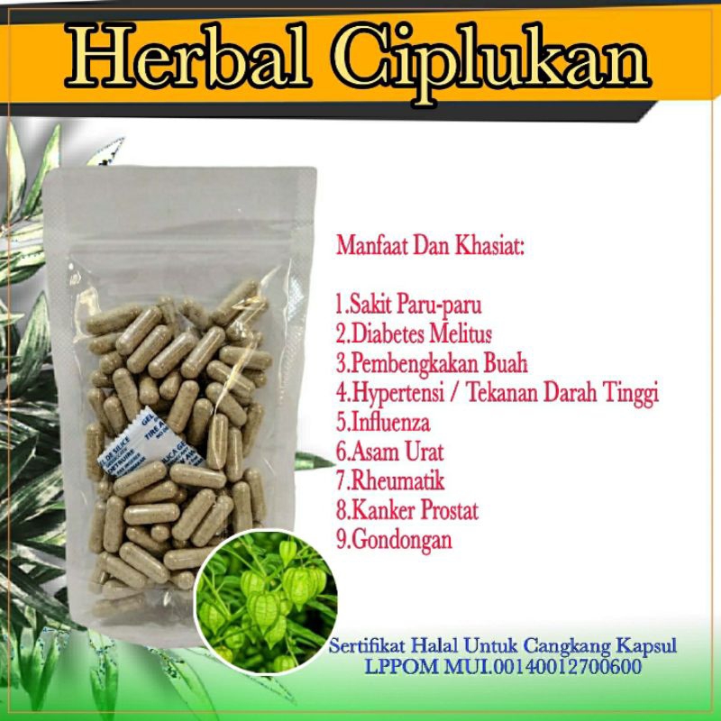 

Kapsul Ciplukan Herbal Diabetes dan Paru-paru isi 100 Kapsul