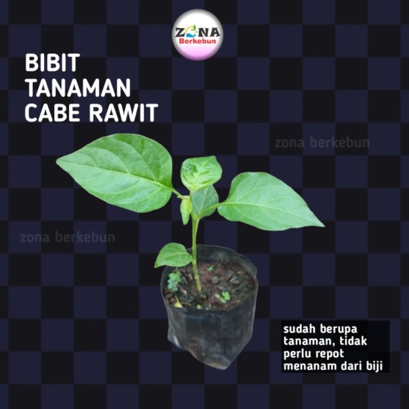 BIBIT TANAMAN CABE RAWIT SIAP TANAM
