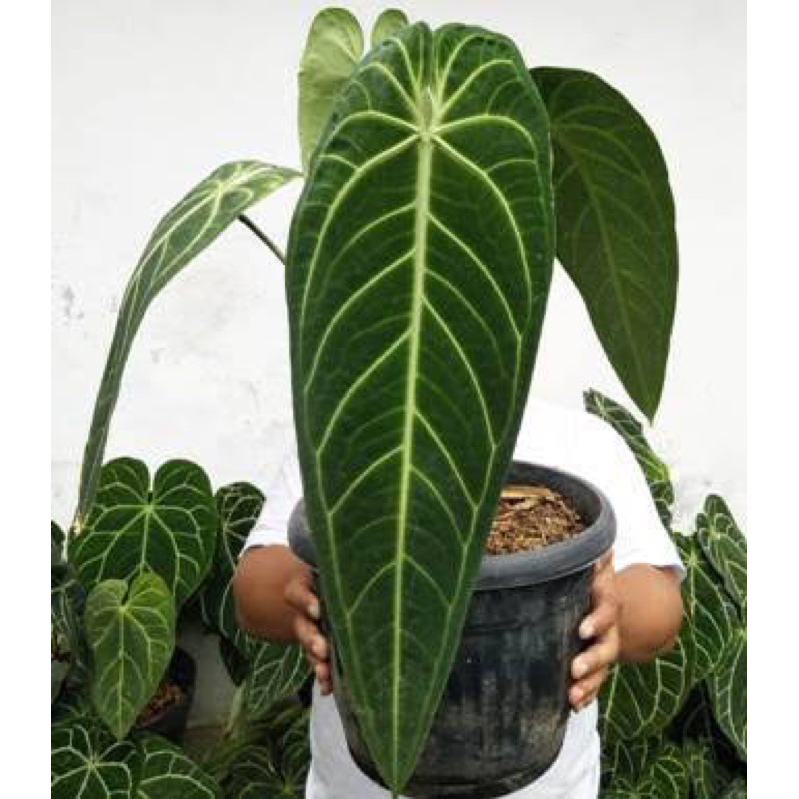 anthurium lidah gajah/anthurium warocqueanum