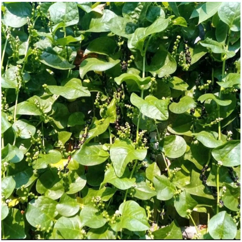 

obat herbal buah angkung kering 200 biji / bungkus obat setrog