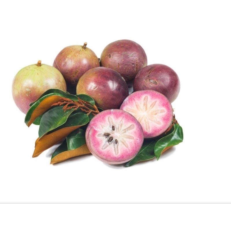 biji benih buah Kenitu.sawo durian.sawo hijau.