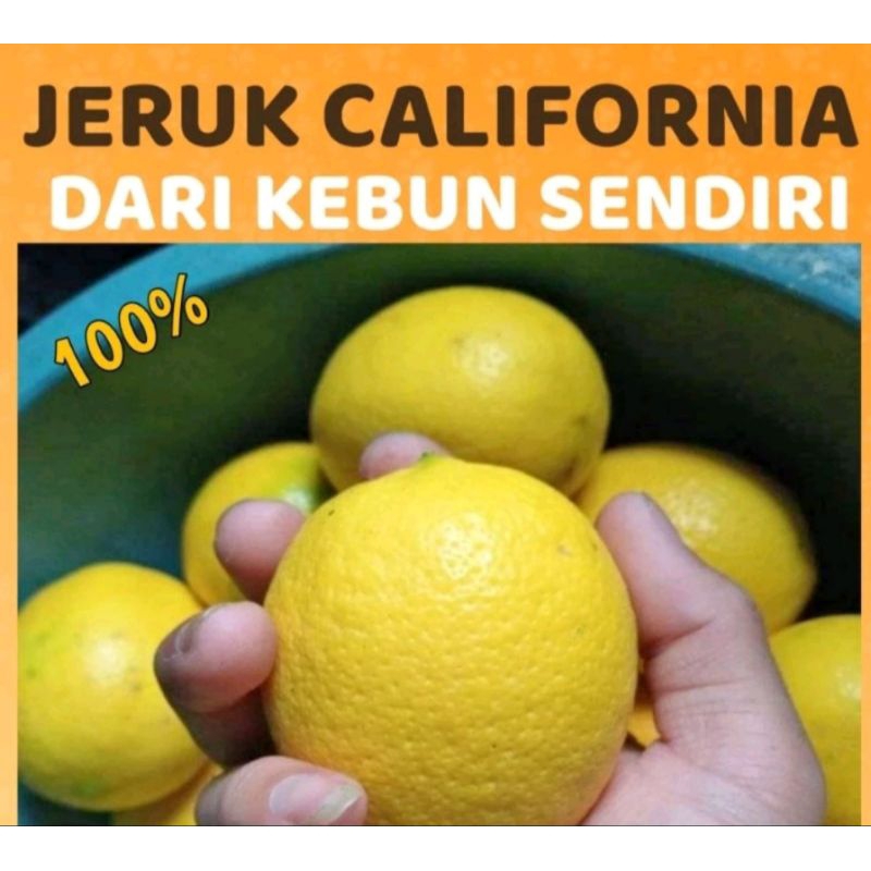 

jeruk lemon