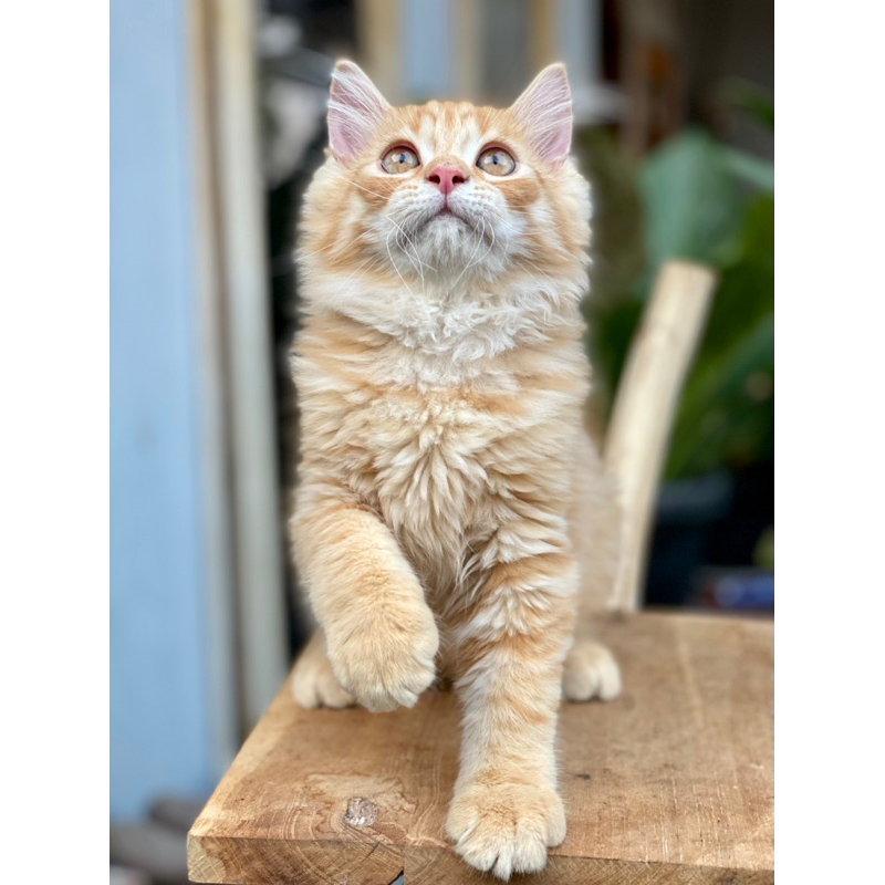 MIX MAINECOON JANTAN 3 BULAN