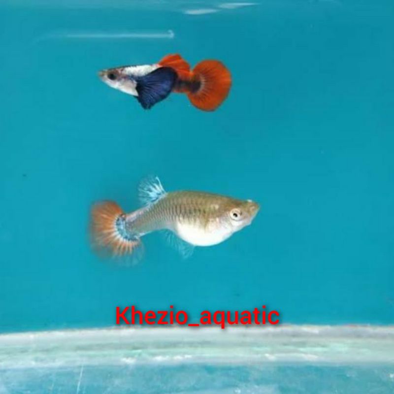asesoris aquarium guppy prtde 1 pasang