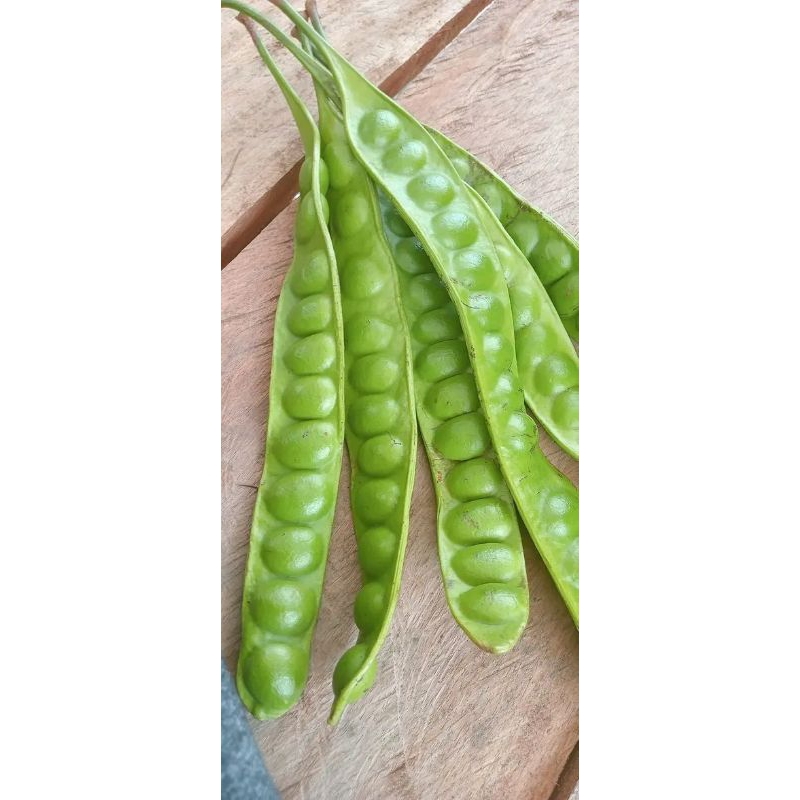 

PETAI SEGAR DARI PURWOREJO