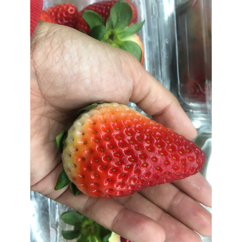 

Strawberry Australia Jumbo 250gr, Strawberry Ausi