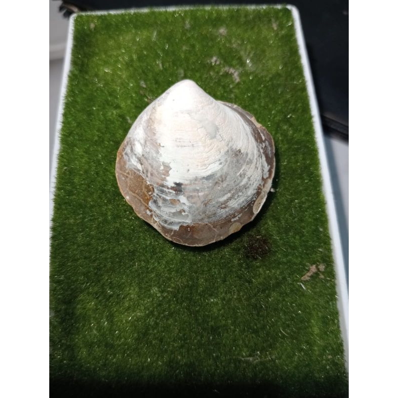 fosil kerang moluska