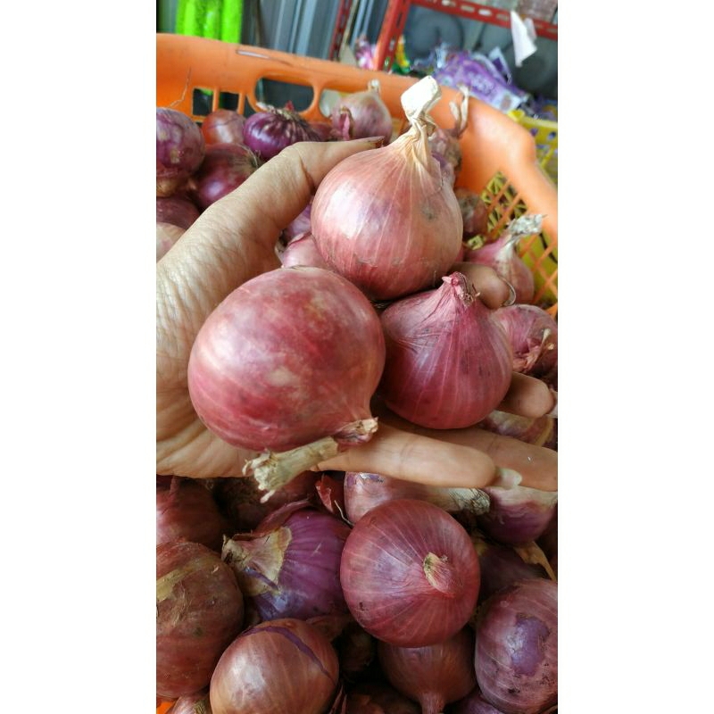 

Bawang minyak 2 liter sun