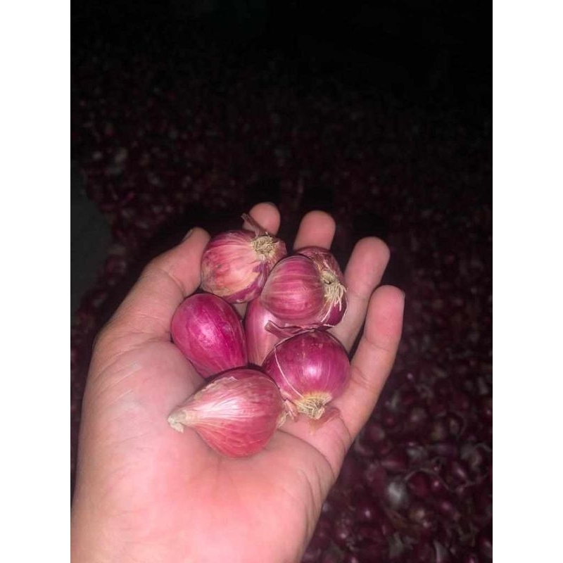 

bawang merah Brebes murah besar