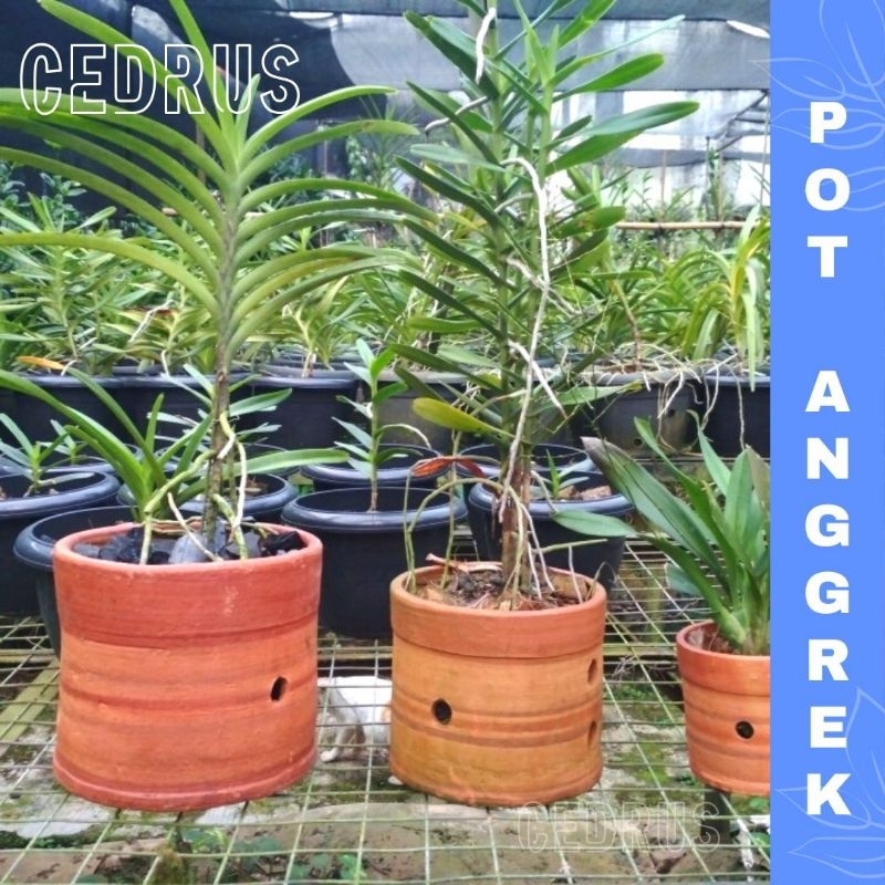 POT ANGGREK 15 cm - Terraccota Terakota Tanah Liat