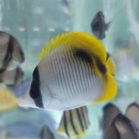 Ikan Hias Air Laut Kepe Piramid / Lined Butterflyfish / Tankmate Nemo
