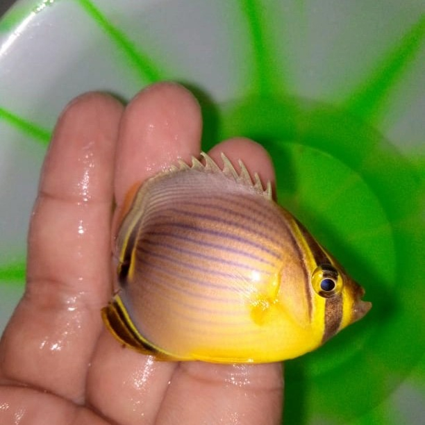 Ikan Hias Air Laut Kepe Telur / Oval Butterflyfish / Tankmate Nemo