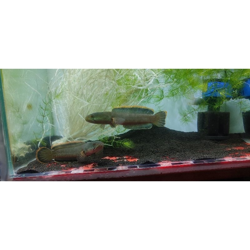 mainan anak chana limbata pair