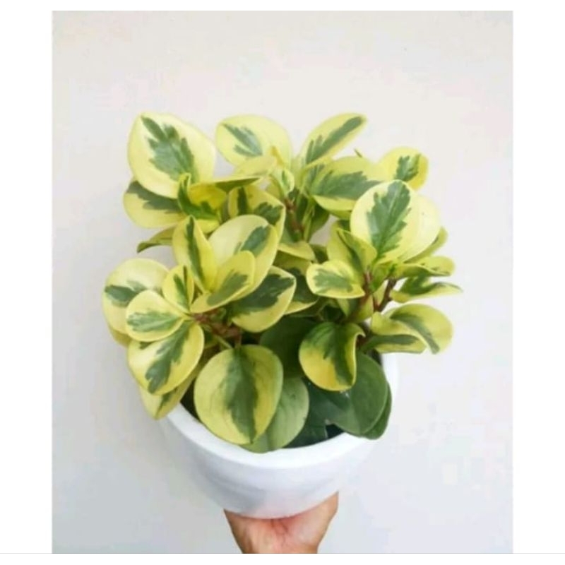 Tanaman Hias peperonia abtusifolia / DOLAR KOIN VARIGATA / PEPEROMIA