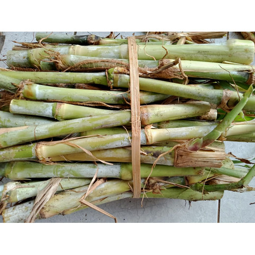 bibit rumput pakchong