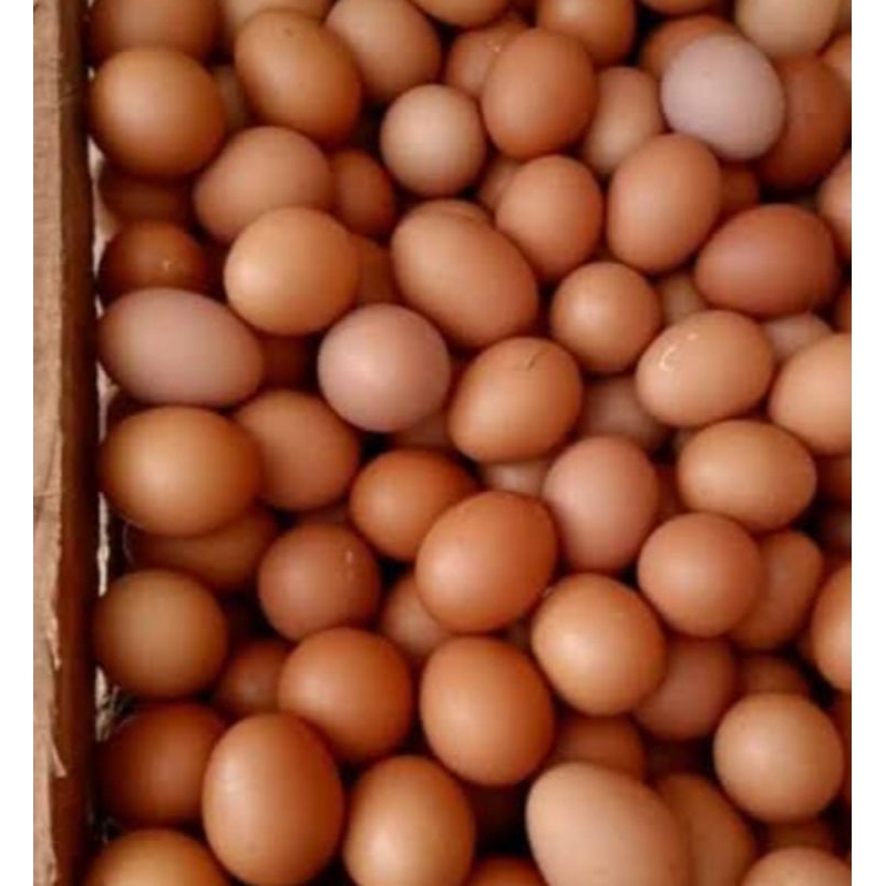 

telur segar 1 kg