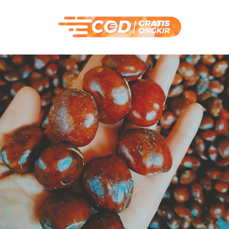 

Jengkol Tua Pilihan Super