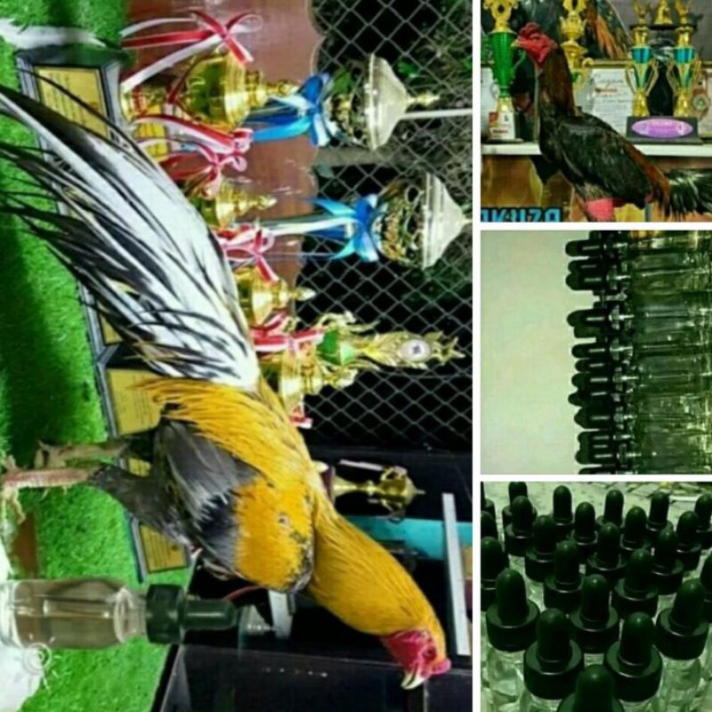 Terbaru Doping Ayam Bangkok Aduan Racing Horse Import Thailand Original Isi 30ml 100% Asli