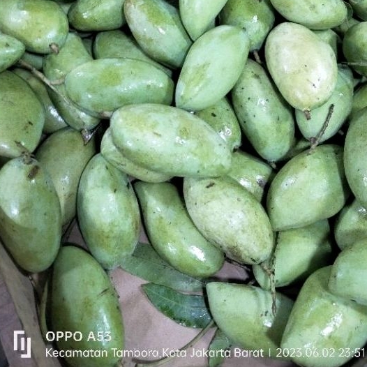 

mangga ciangmai mentah dan mengkel 1 kg