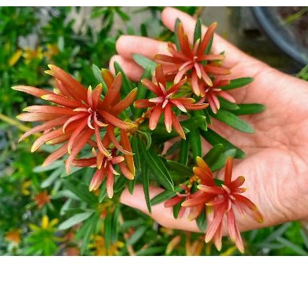 Lohansung pucuk merah import