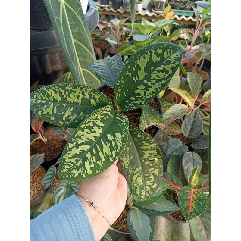 Homalomena Wallisi / Walisi /Army