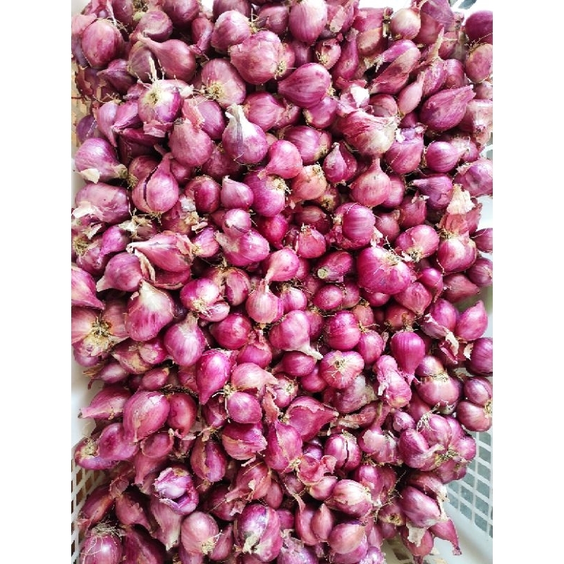 

Bamer Jawa Brambang Bawang Merah Super 1KG