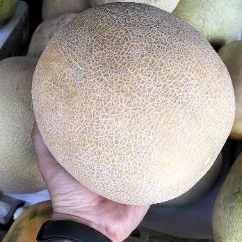 

Melon Madu by Buwah Fresh