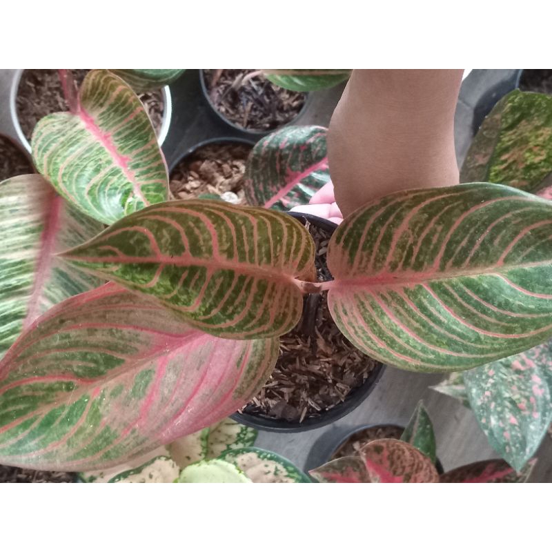 Aglaonema Kresna Konon