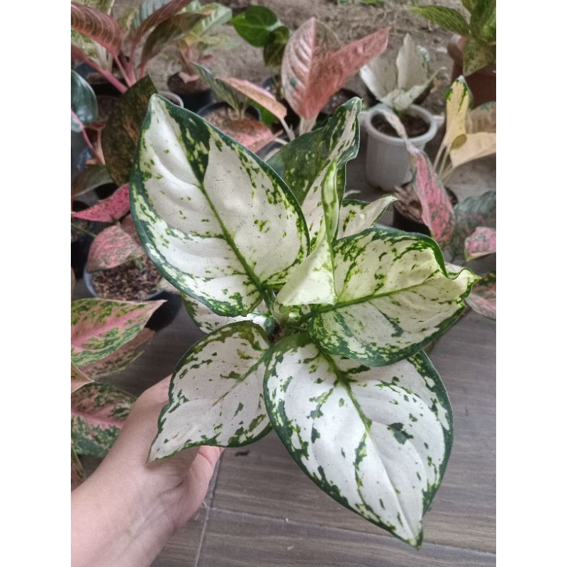 Aglaonema Super White
