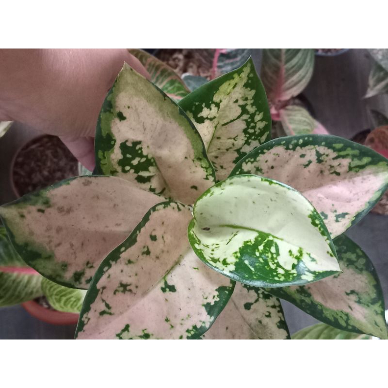 Aglaonema Suksom White