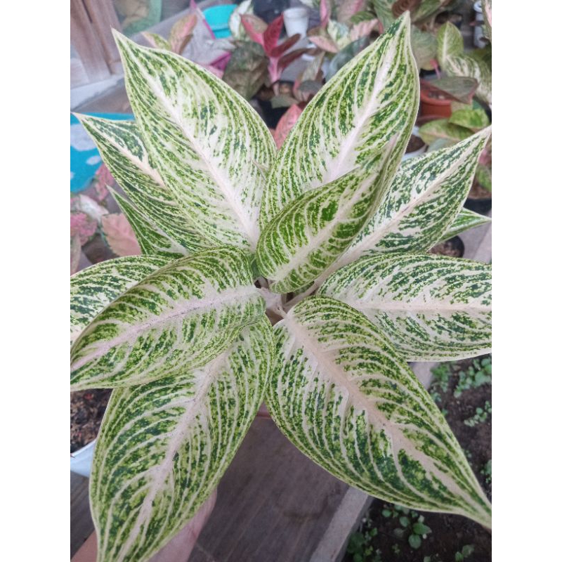 Aglaonema Legacy White