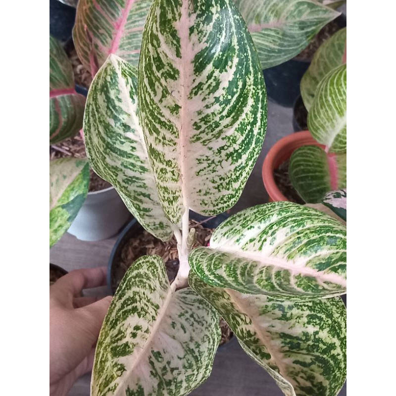 aglaonema Widuri Putih