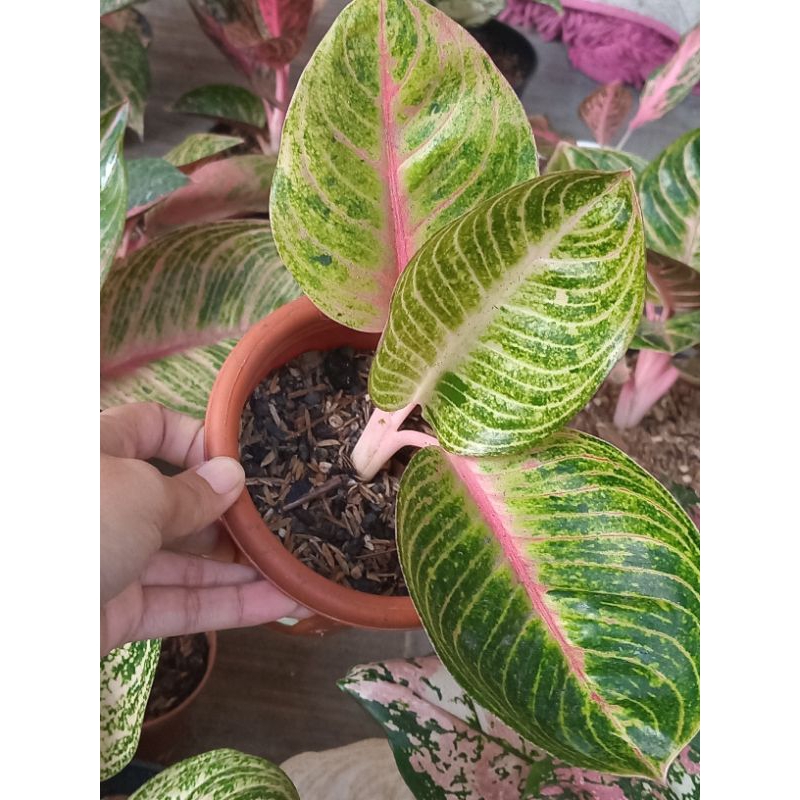 Aglaonema Goliath