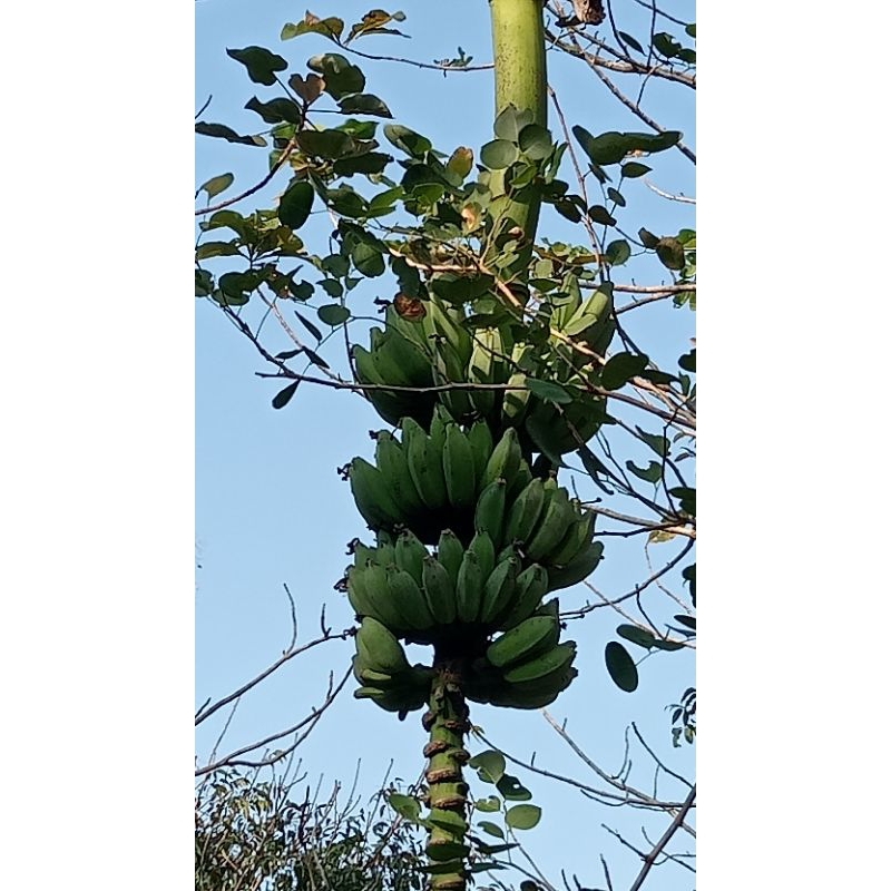 

Pisang segar 1kg pisang tonto/pelita/unyil