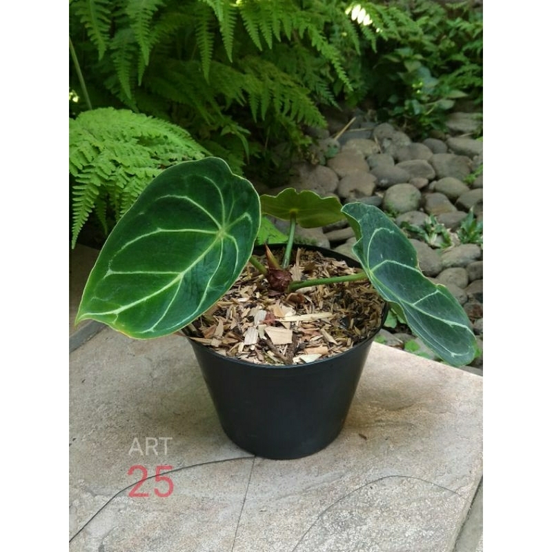 Anthurium Forgetii x AOS Anturium Forgeti Hybrid Real Picture