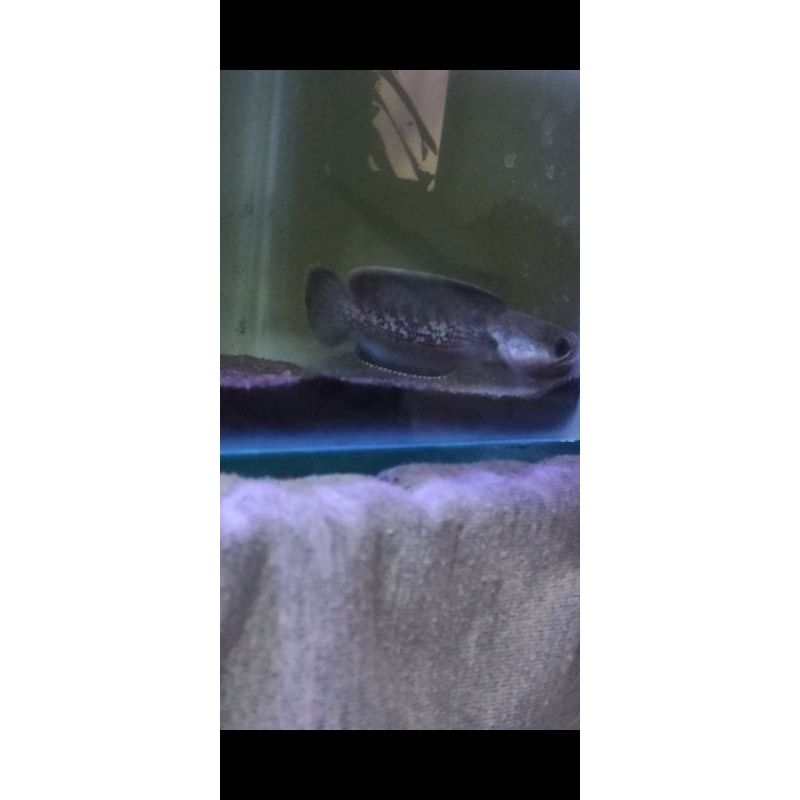 stewarti arunachal full dot gondrong