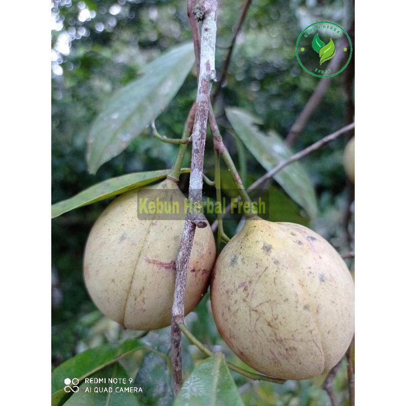 

BUAH PALA SEGAR 1 KG BELUM KUPAS