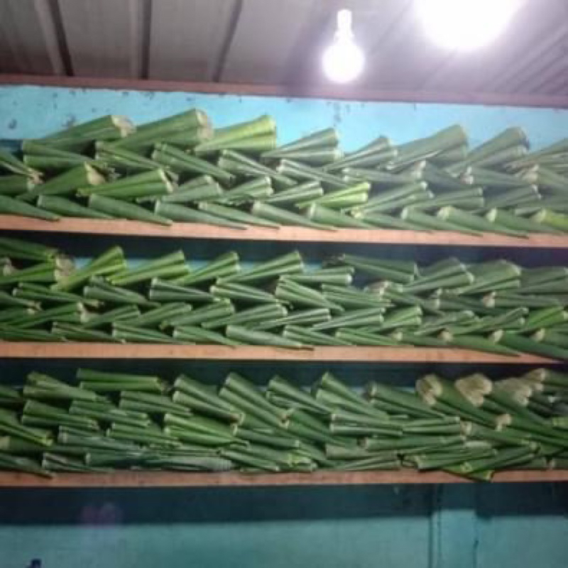 

DAUN PISANG BATU SEGAR