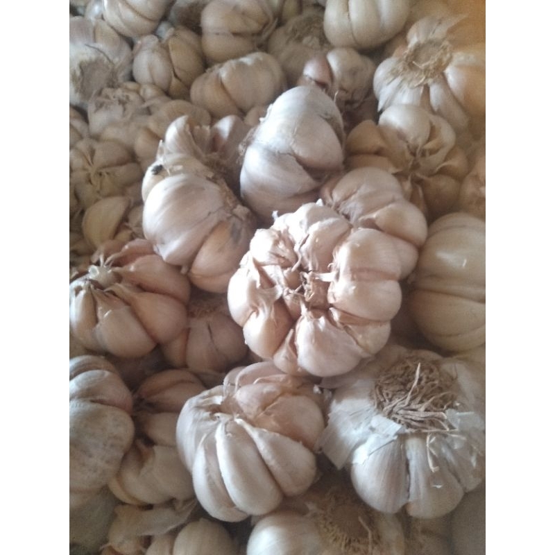 

bawang putih