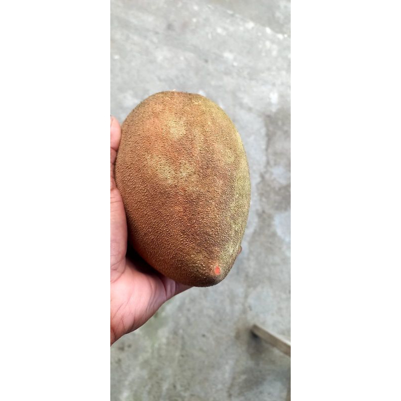 

buahmameysapote