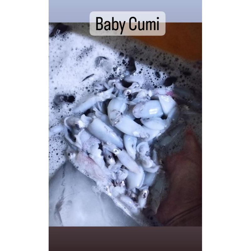 

Cumi-cumi fresh 1 Kg | Aruni Seafood Murah