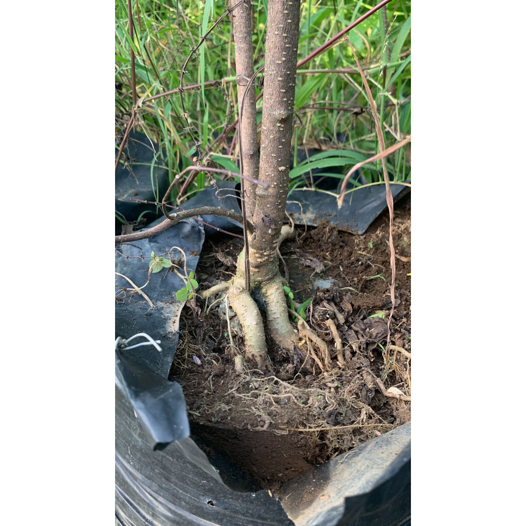 BAHAN BONSAI ANTING PUTRI PROGRAM AKAR