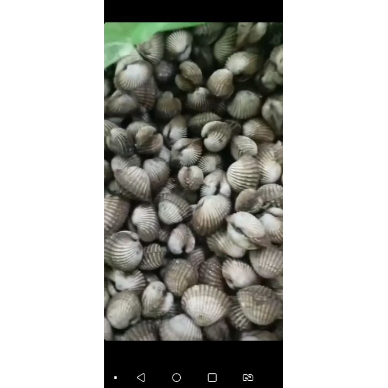 

Kerang Dara 1kg hidup | Aruni Seafood Murah