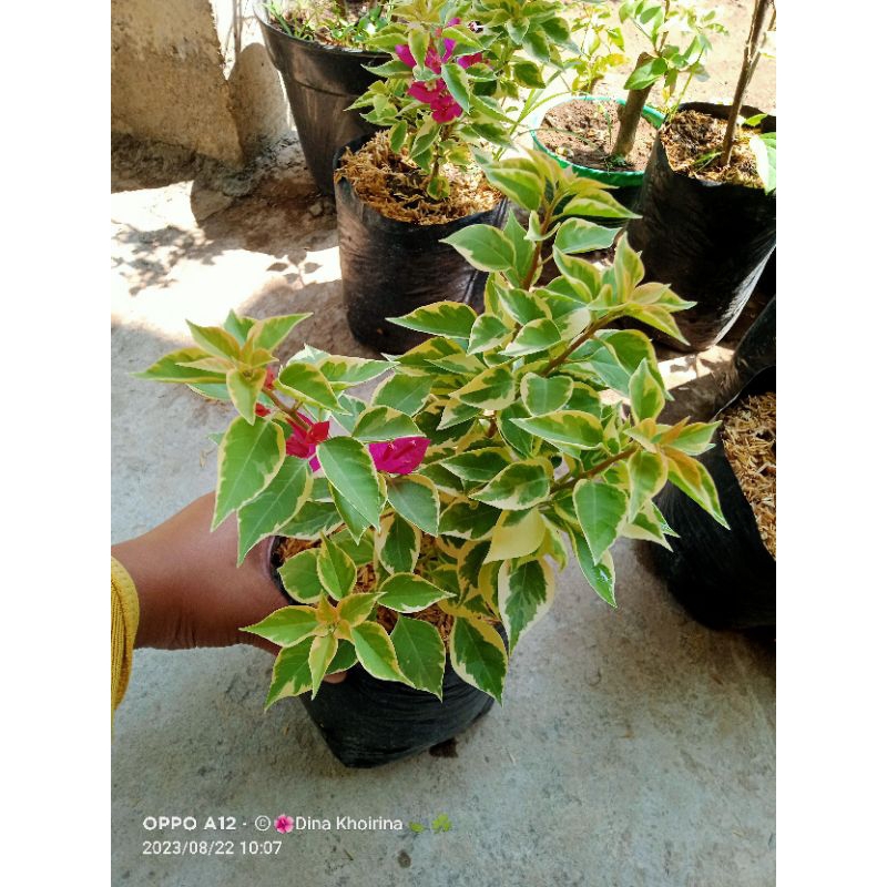 Bougenville Singapore