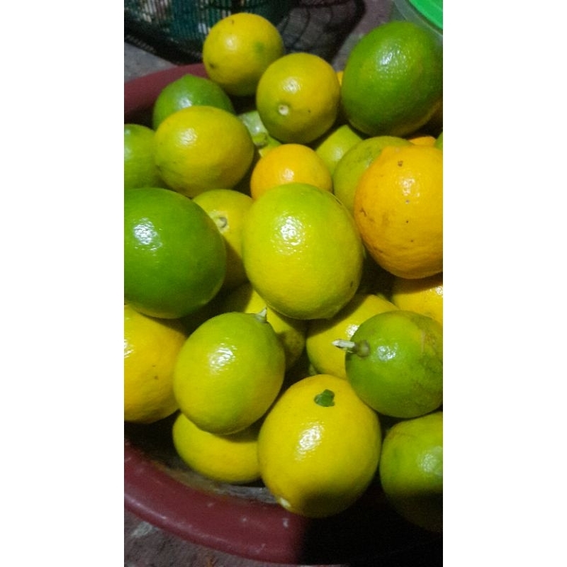 

fresh lemon semarang
