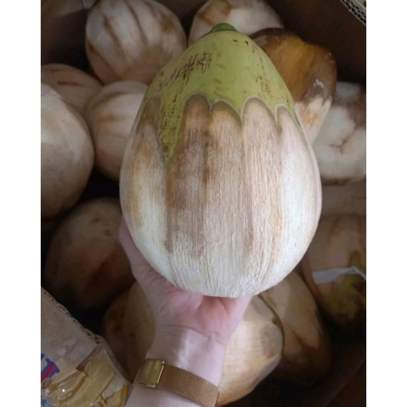

Kelapa Kopyor