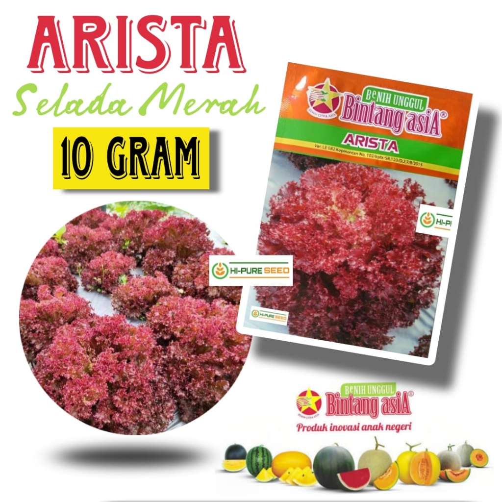 Benih Lettuce Selada Merah Arista Isi 10 gram Cap Bintang Asia Benih Citra Asia
